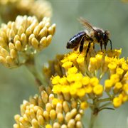 Propolis et Pollen