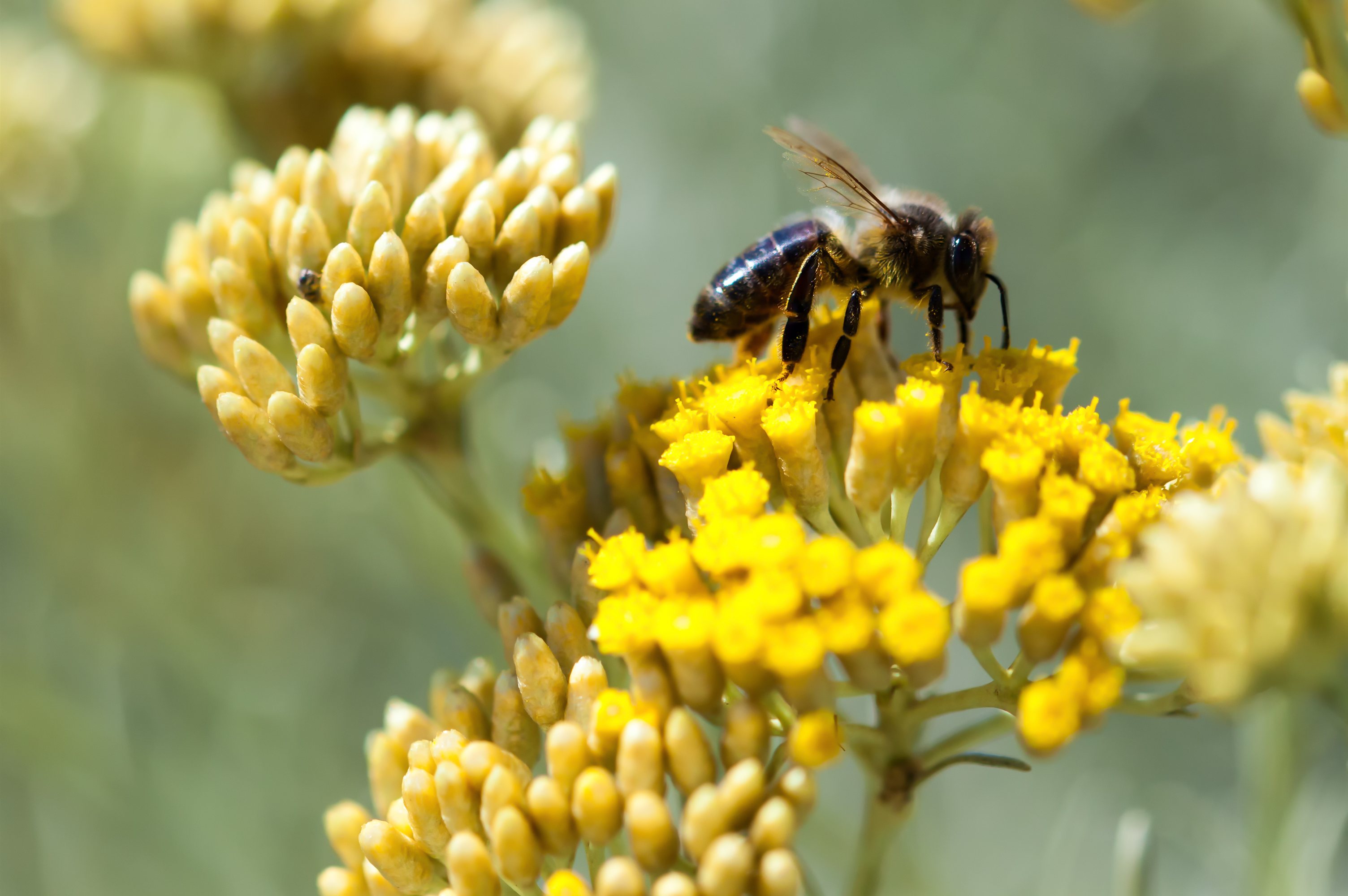 Propolis et Pollen