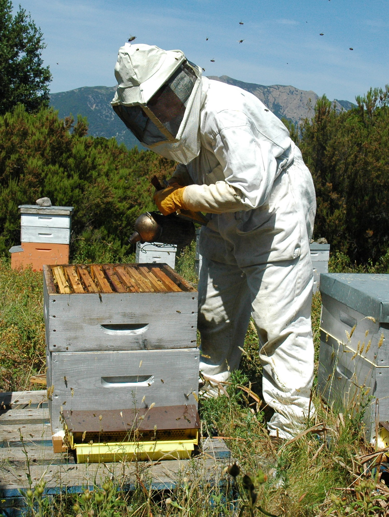 Sandra ouvre une ruche en se protégeant avec la combinaison spéciale